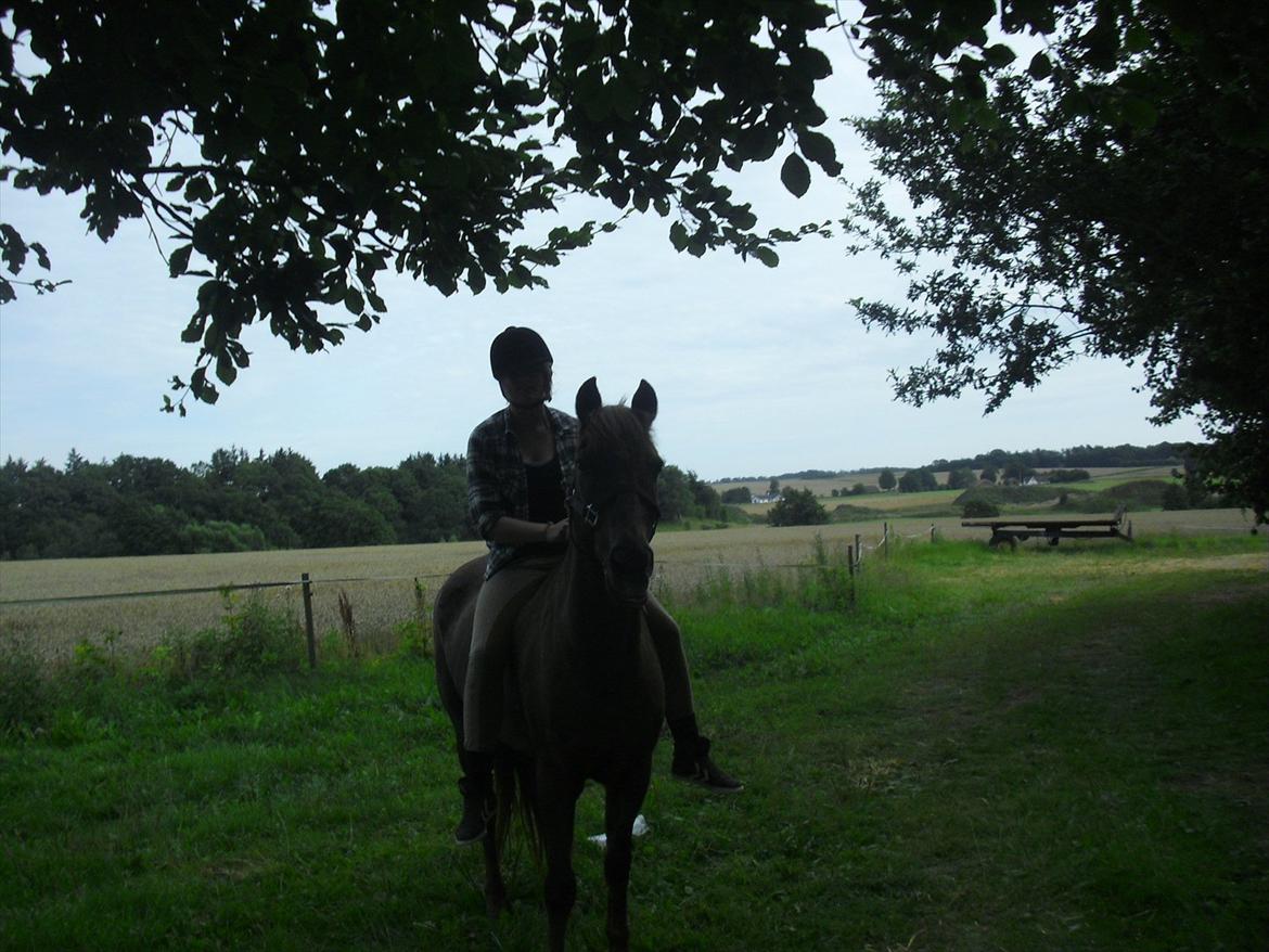 Hollandsk Sportspony KING<3 - Dejlig dag med en dejlig pony:) billede 18