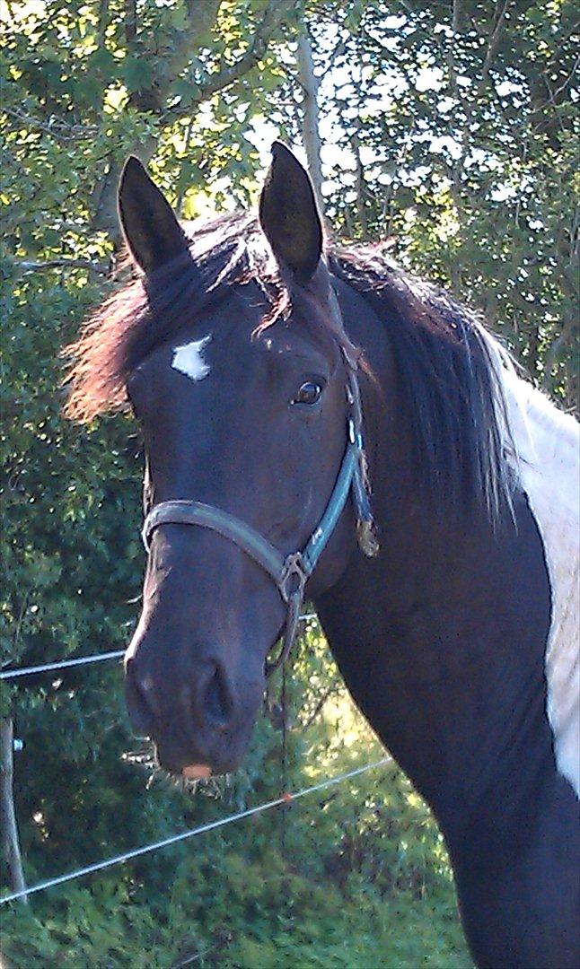 Pinto ludvig billede 1