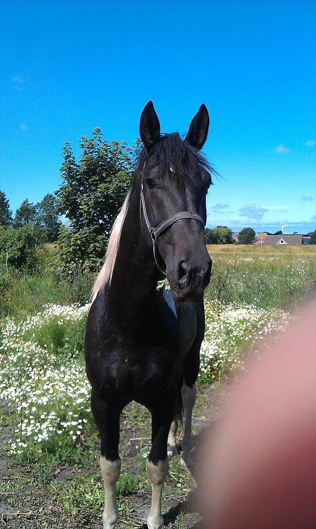 Pinto ludvig billede 2