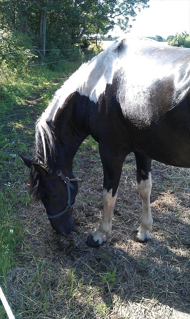 Pinto ludvig billede 3