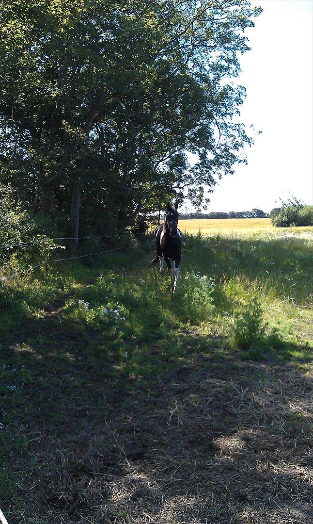 Pinto ludvig billede 4