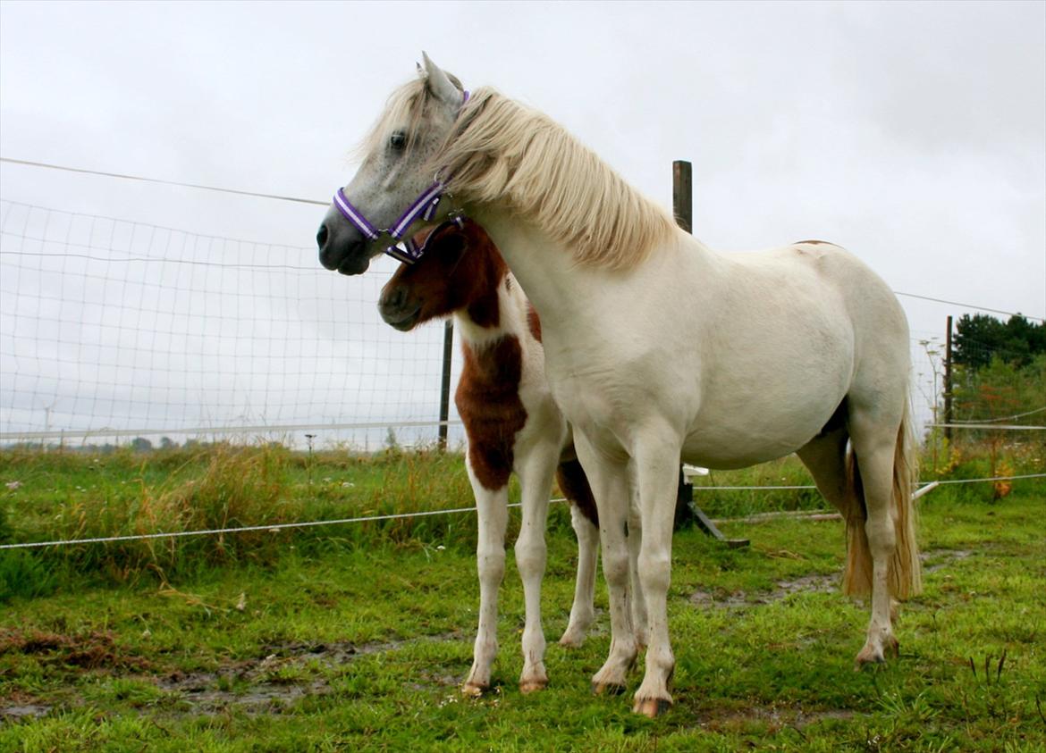 Anden særlig race Snefnug - 1. dag på fold, hos os selv. billede 1