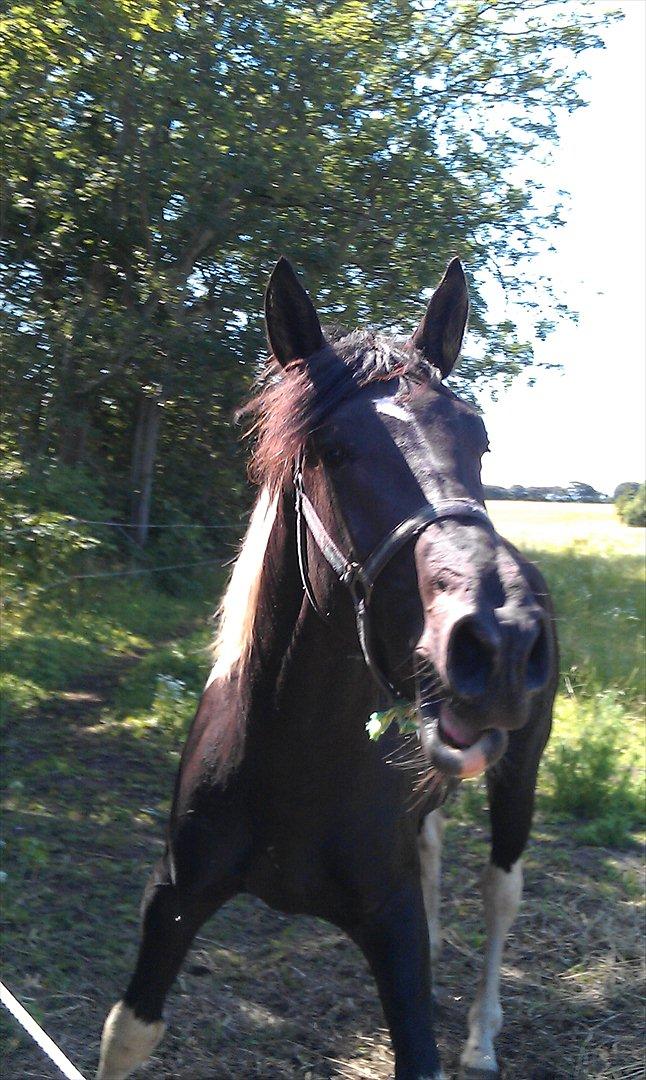 Pinto ludvig billede 5