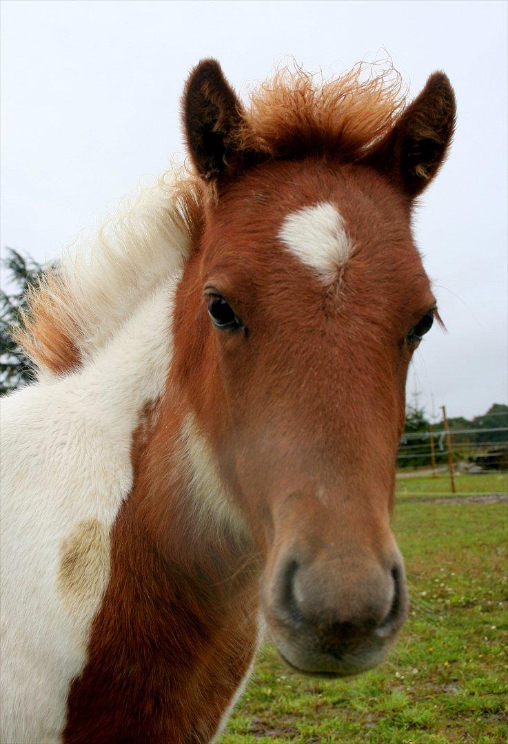 Anden særlig race Aladin - Aladin hos os selv billede 2