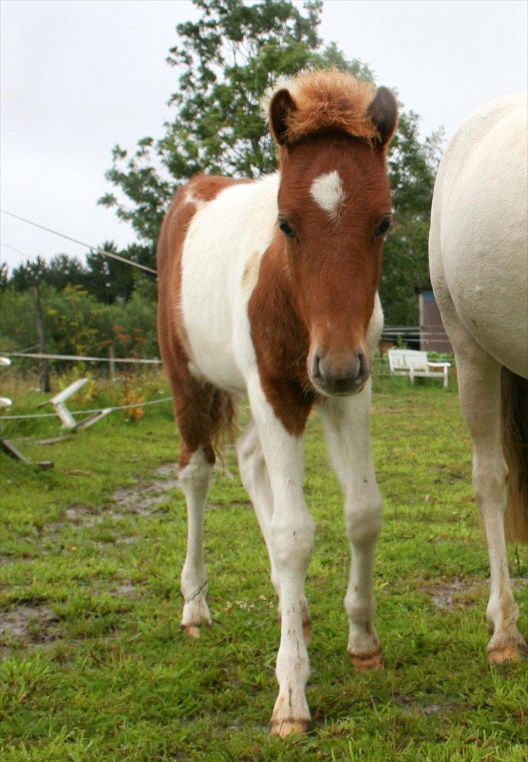 Anden særlig race Aladin - Aladin, 1. dag på folden billede 12