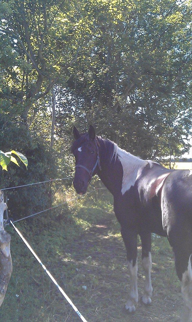 Pinto ludvig billede 6