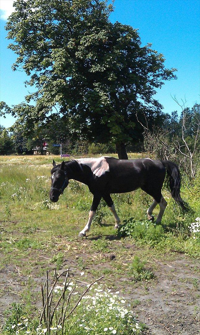 Pinto ludvig billede 7