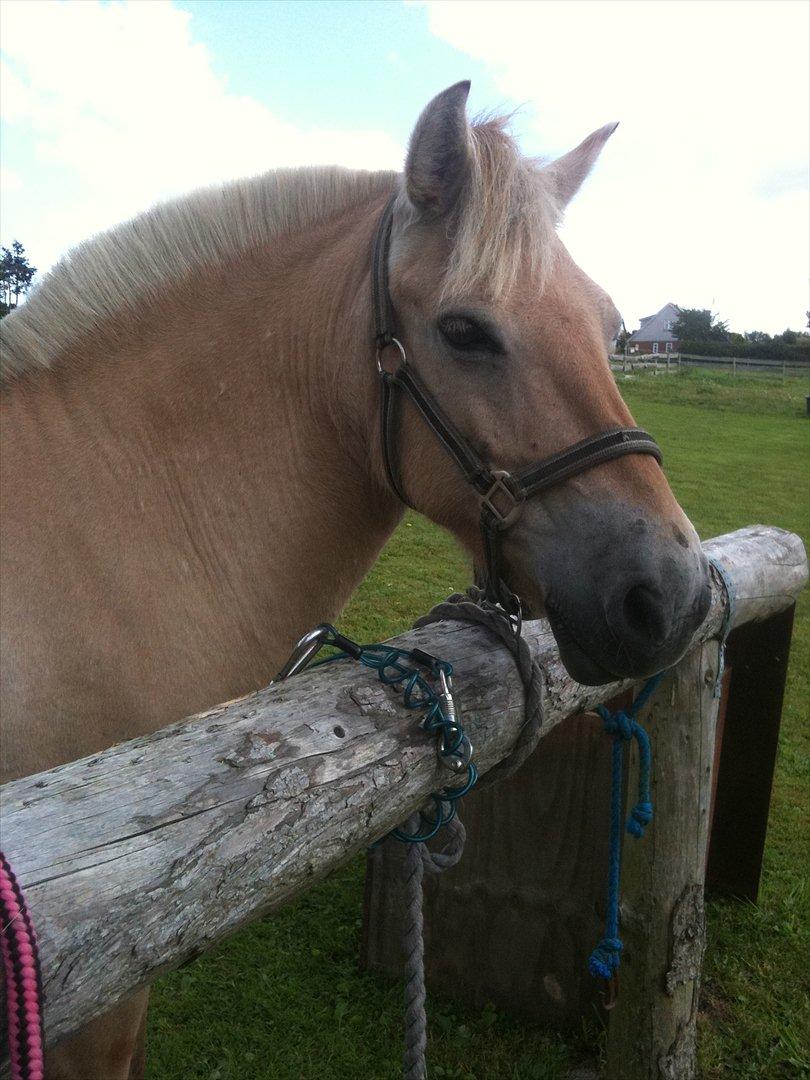 Fjordhest Troja billede 9