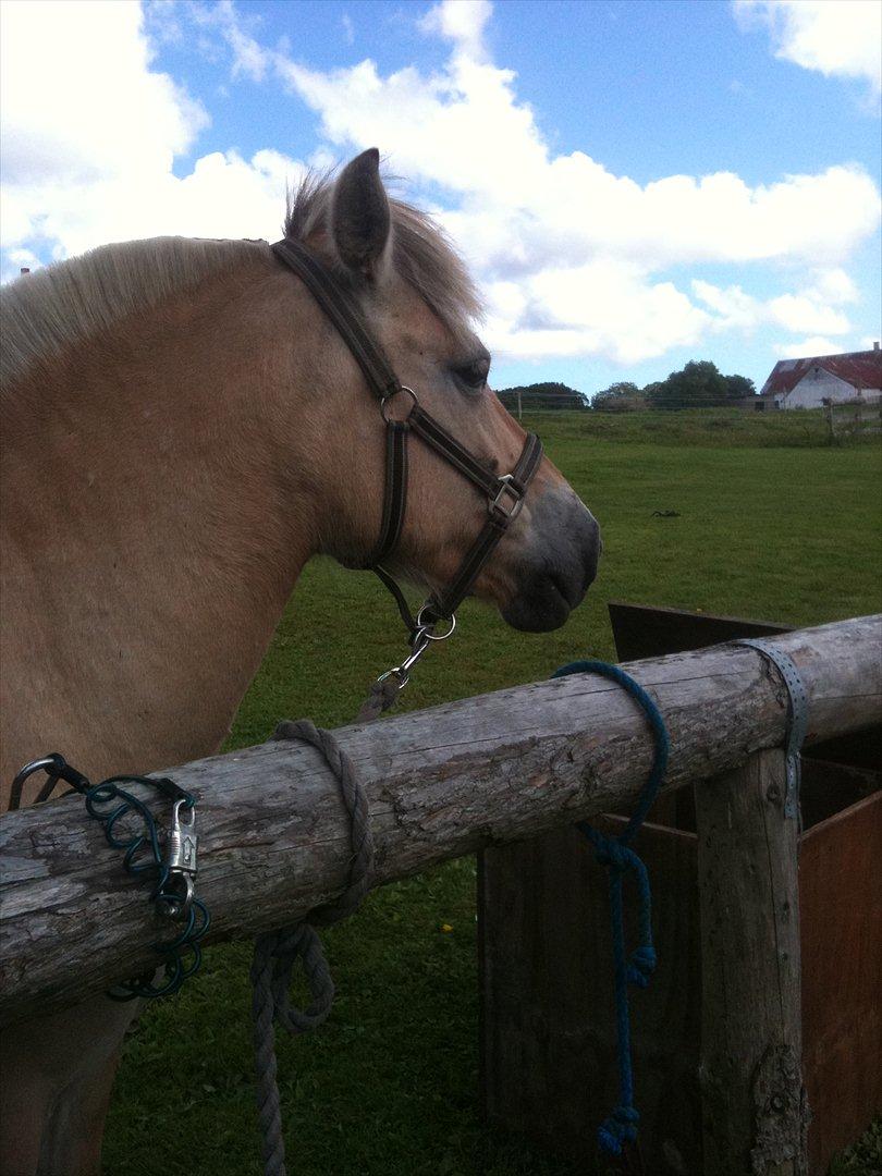 Fjordhest Troja billede 10