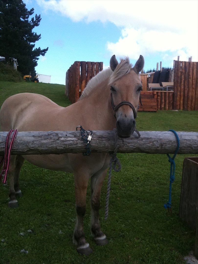 Fjordhest Troja billede 11