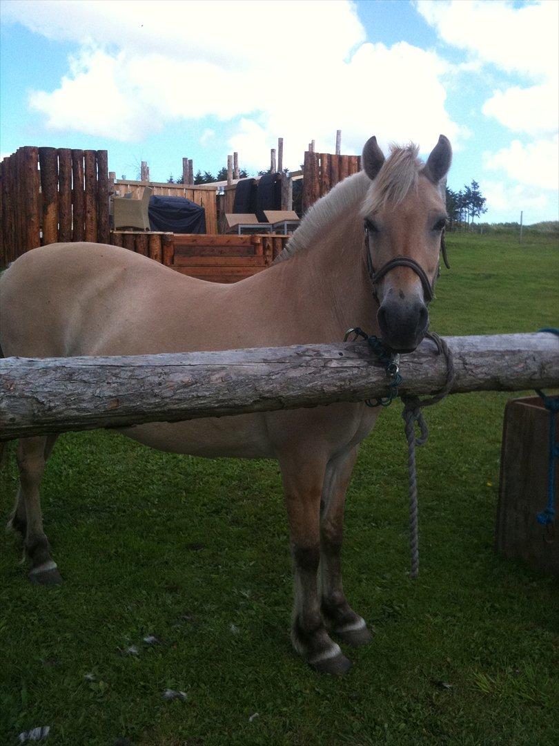 Fjordhest Troja billede 12