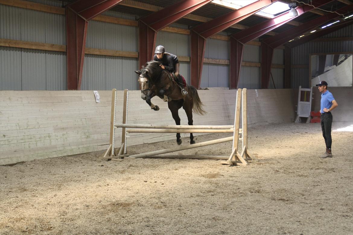 Holstener Lodenwijk l  (Ludwig) - Da vi var over og kigge på ham. D. 4.08.11 billede 2