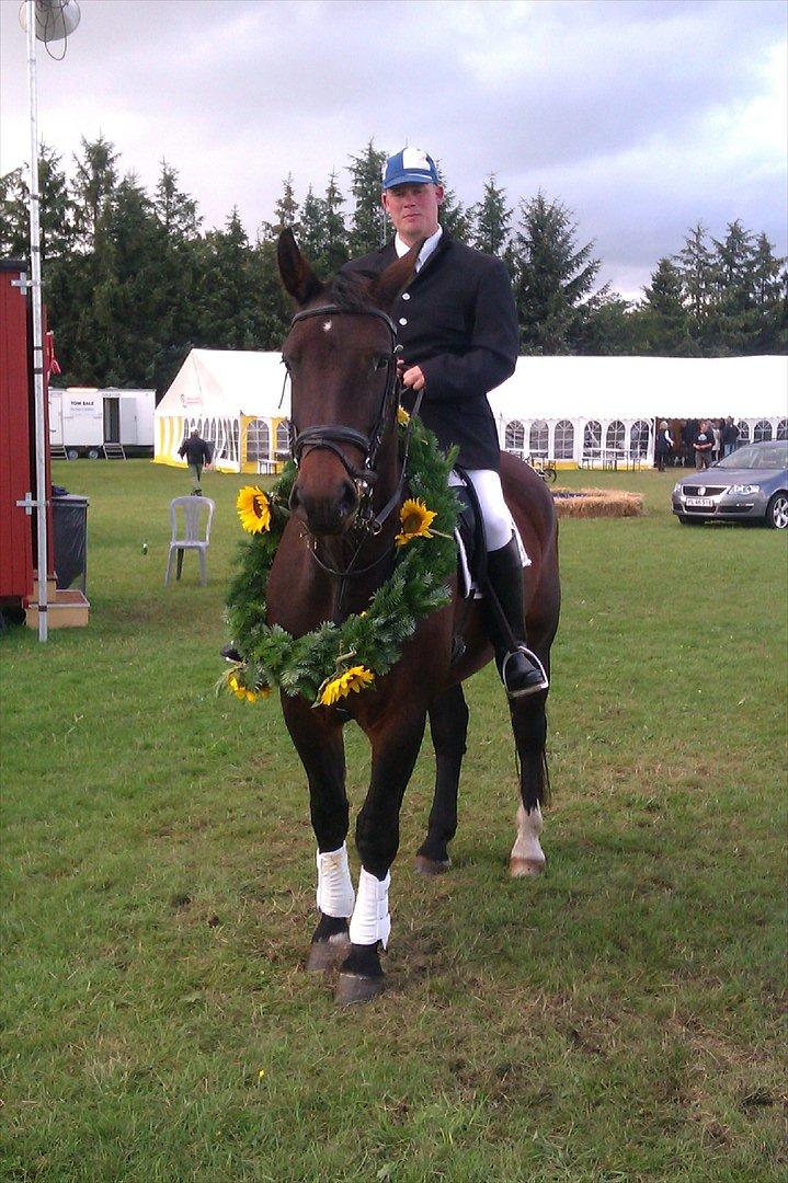 Schweres Warmblut Sophie billede 19