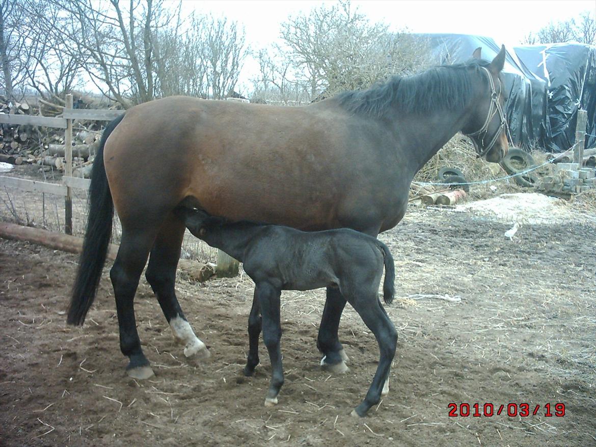 Schweres Warmblut Sophie - Sophie og Laphietta 2010 billede 20