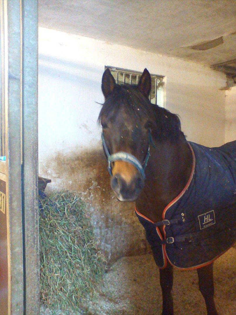 Connemara Hedehusets Ragout*B-Pony* - Da han lige var kommet til sjælland:-)
Og blev min :-)<3<3<3 billede 11