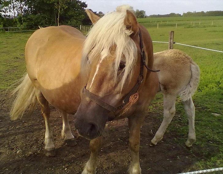 Haflinger Valaska billede 1