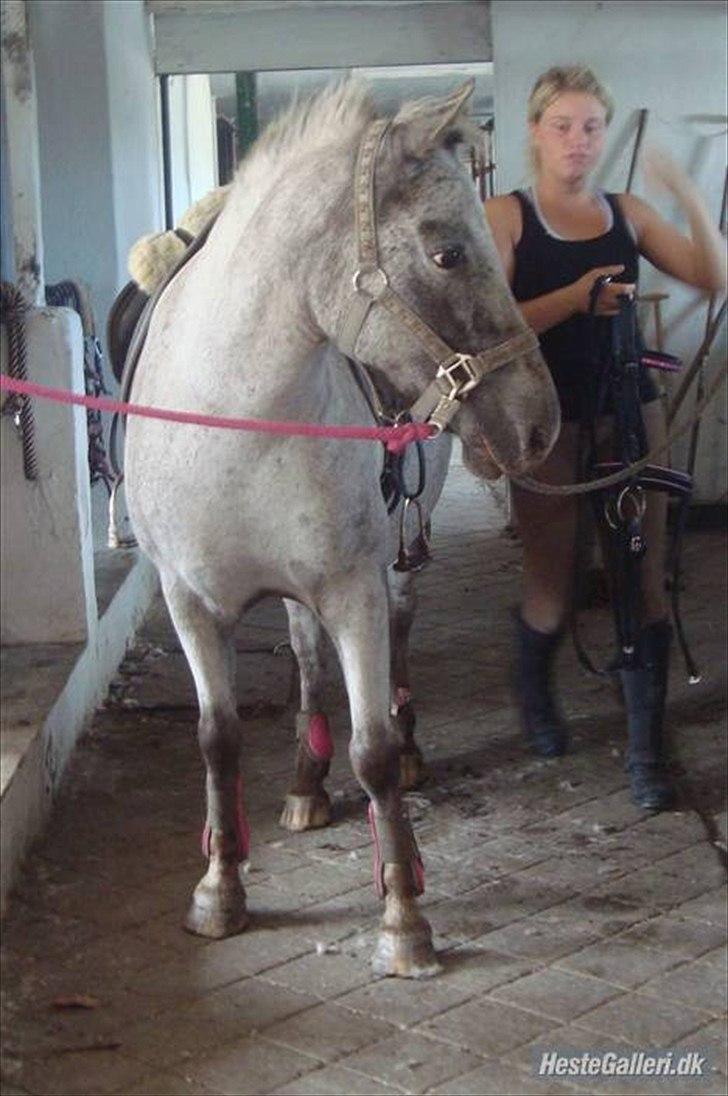 Knabstrupper Candy<3 Aka. Pony! tidl. hest - På staldgangen<3 billede 10