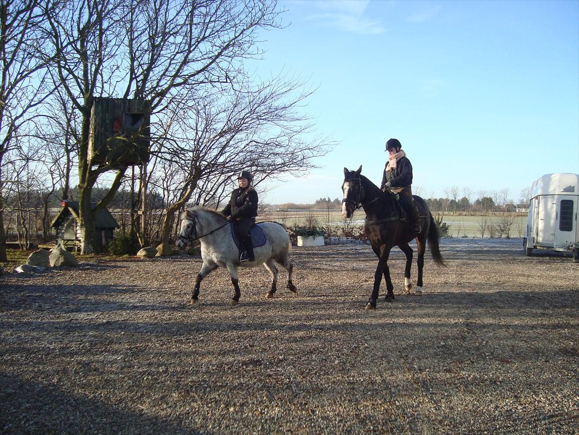 Knabstrupper Candy<3 Aka. Pony! tidl. hest - På vej på tur<3 billede 13