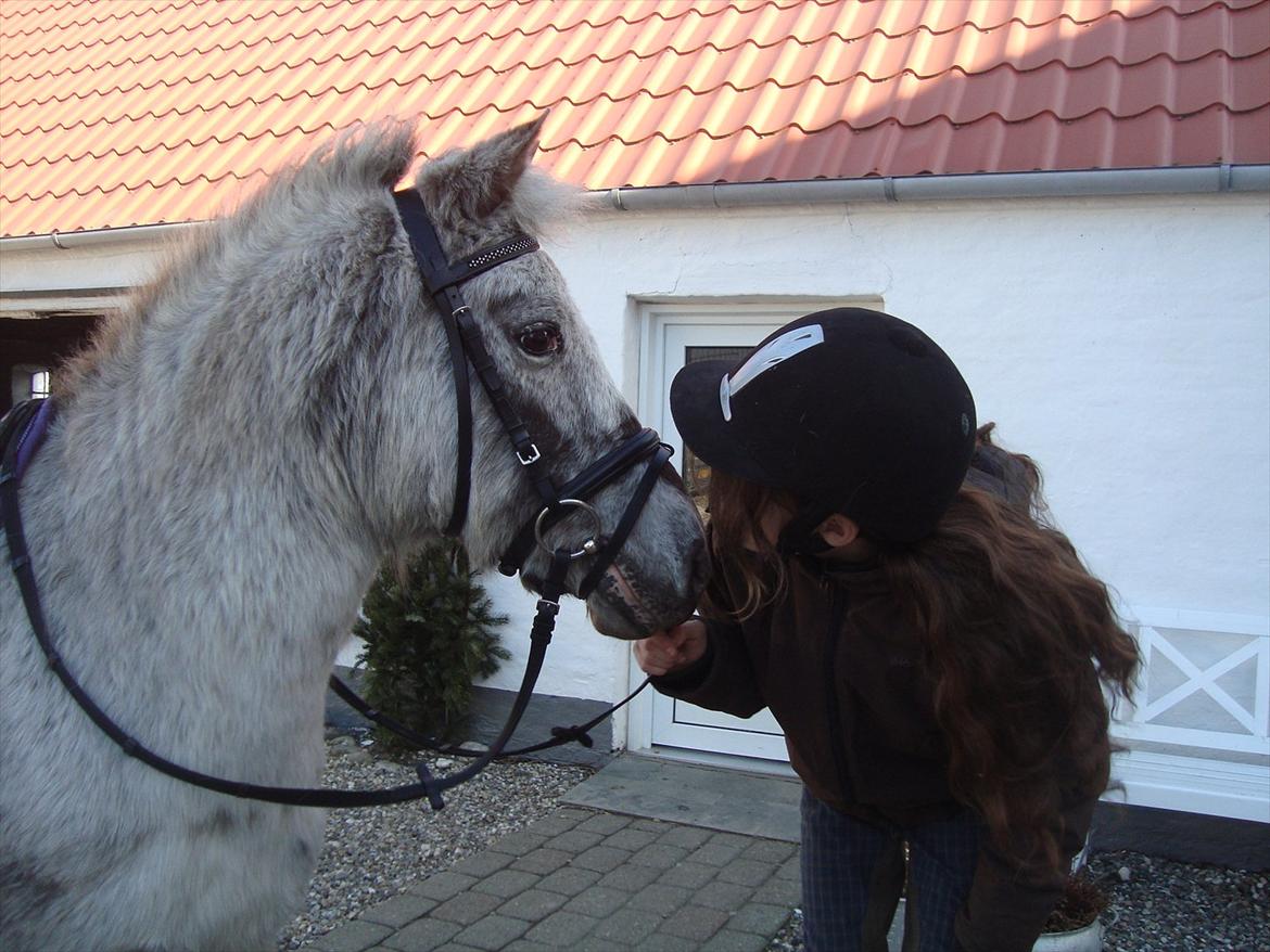 Knabstrupper Candy<3 Aka. Pony! tidl. hest billede 14