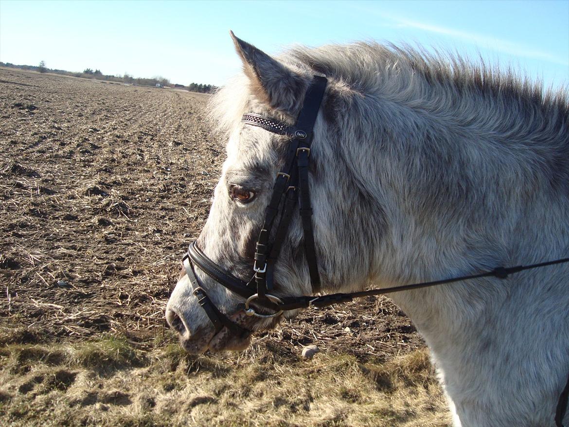 Knabstrupper Candy<3 Aka. Pony! tidl. hest billede 15