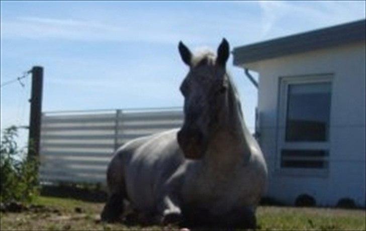 Knabstrupper Candy<3 Aka. Pony! tidl. hest - Candy som sover på marken<3 billede 16