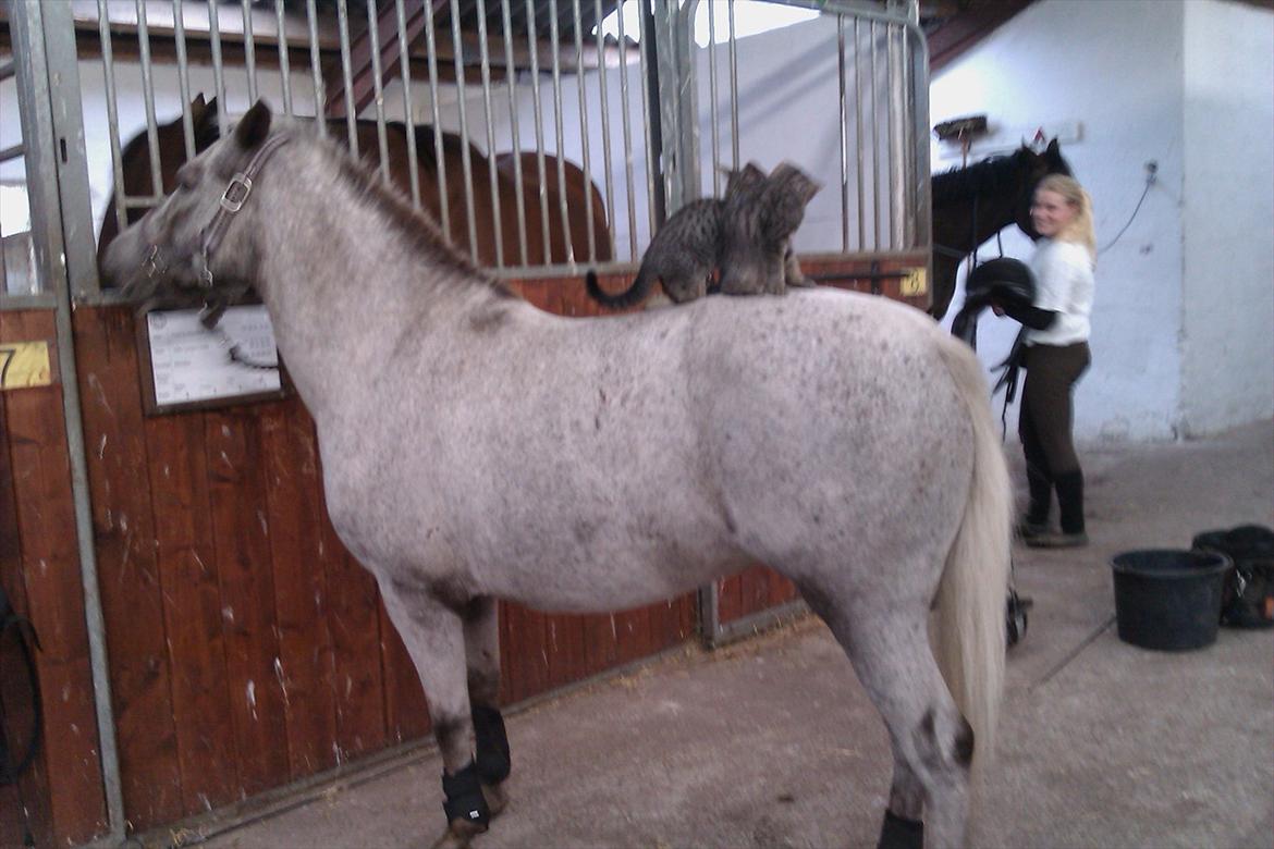 Knabstrupper Candy<3 Aka. Pony! tidl. hest - Kattepasseren<3 billede 17