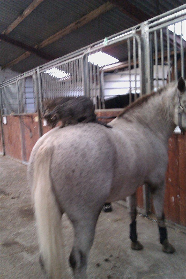 Knabstrupper Candy<3 Aka. Pony! tidl. hest - Hva laver i? :O<3 billede 18