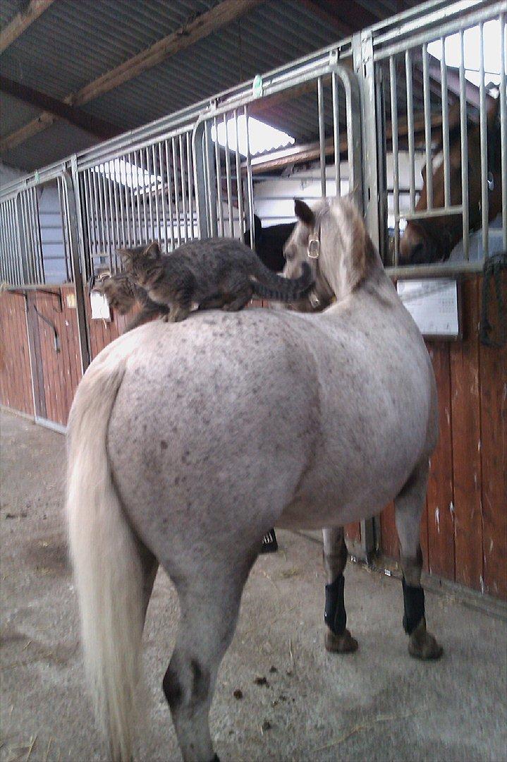 Knabstrupper Candy<3 Aka. Pony! tidl. hest - Candy er kattepasser:D<3 billede 19