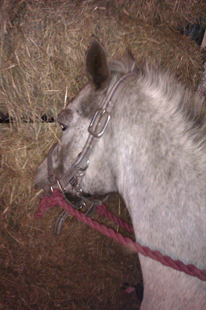 Knabstrupper Candy<3 Aka. Pony! tidl. hest - Massere af hø!:P<3 billede 20