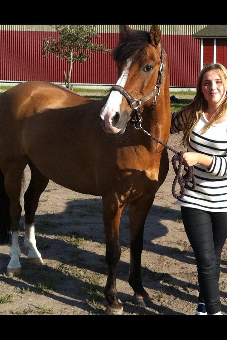 Anden særlig race Cappagh Unique - Una og jeg der lige er ankommet til Svensk Pony Derby 2011 <3 billede 5