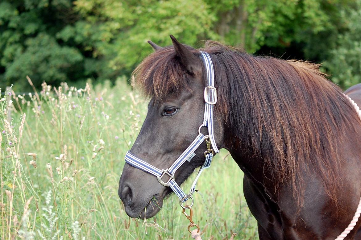 Islænder Ýfir fra Katulabo - *14 Smukke<3 SOMMER 2011  [Isabella/Mig] billede 14