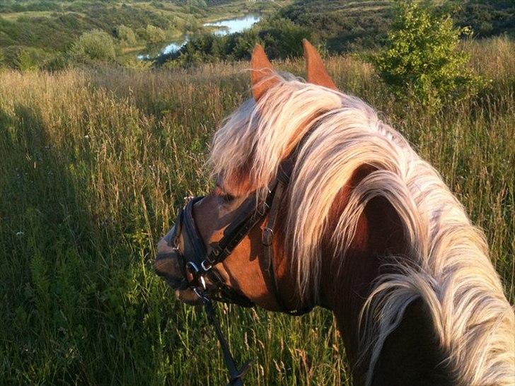 Anden særlig race Harald Blåtand [Himmelhest] - Aftentur i Hedeland v. Vindinge Rideklub billede 13