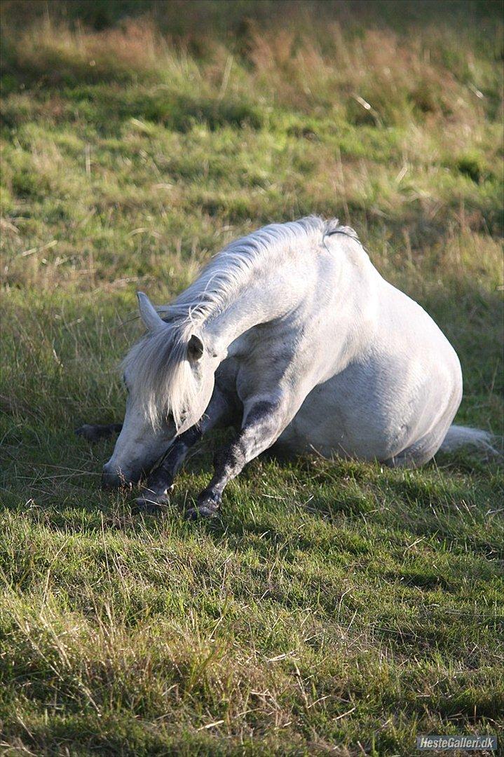 Welsh Mountain (sec A) Elvis Pony  - På sommerferie hos Lotte! De havde det så godt<3 Foto: Eva, tak <3 billede 19