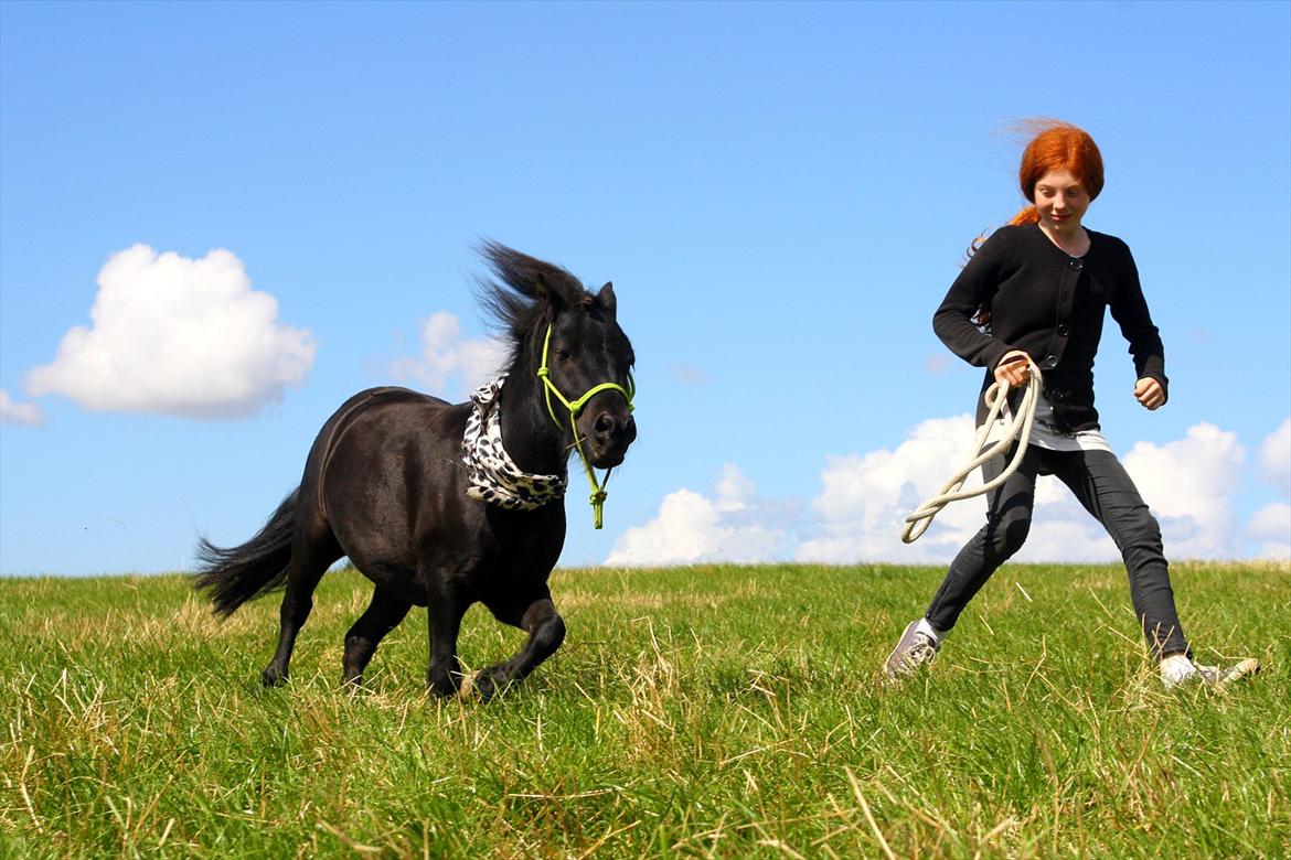 Miniature Shetlænder | Solvang's Sweety Speedy [Miss you]  - Et eventyr.. :)<3 My fellow, my friend<3 // foto: kao<3 billede 1