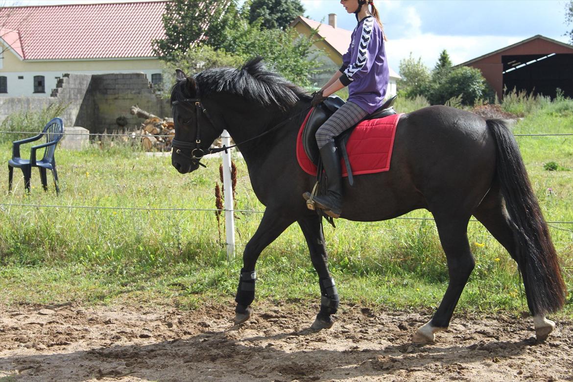 New Forest Svennebjergs Skyward - De første skridt! :* billede 8