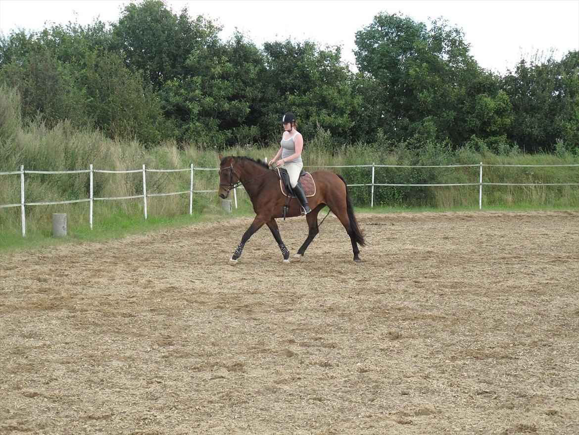 Dansk Varmblod Luciel (Tidl. Låne Hest) billede 13