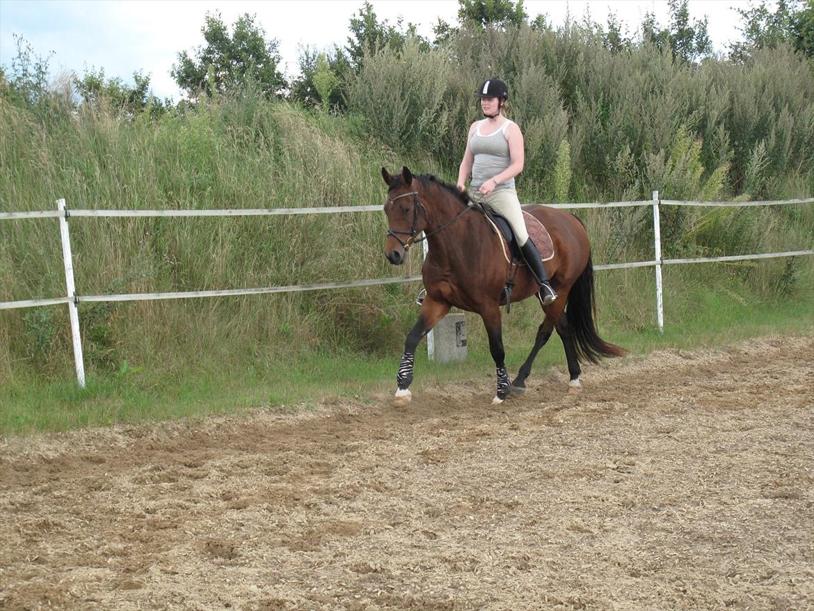 Dansk Varmblod Luciel (Tidl. Låne Hest) billede 14