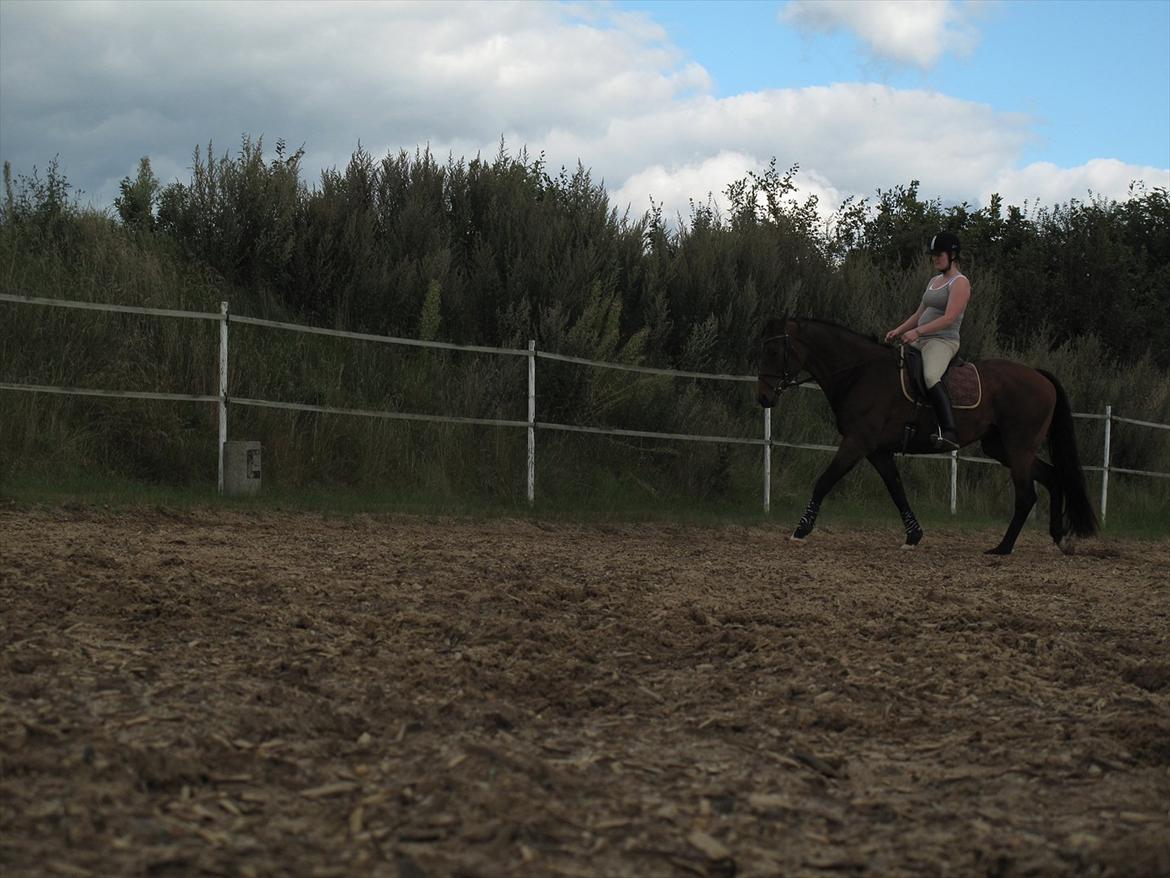 Dansk Varmblod Luciel (Tidl. Låne Hest) billede 15