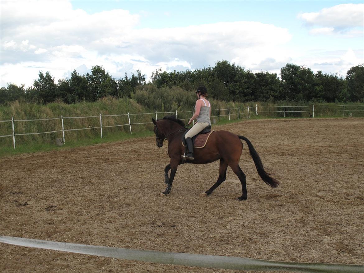 Dansk Varmblod Luciel (Tidl. Låne Hest) billede 16