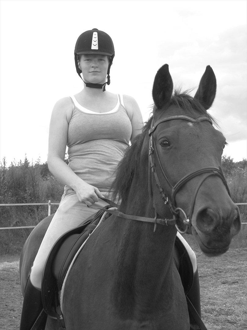 Dansk Varmblod Luciel (Tidl. Låne Hest) billede 17