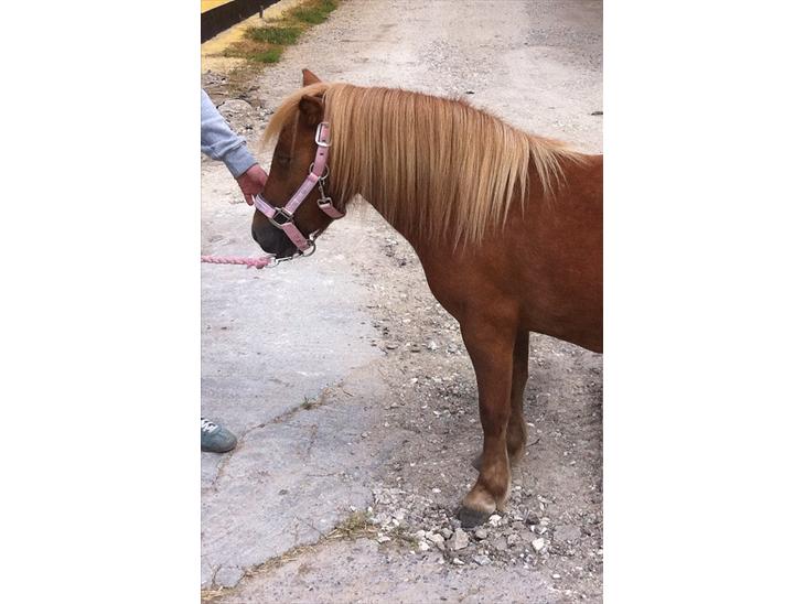 {{currentPhoto.altText}} billede {{currentPhoto.number}}