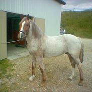 Hollandsk Sportspony Stardust