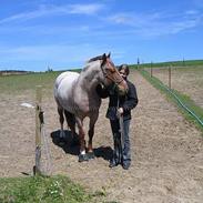 Hollandsk Sportspony Stardust