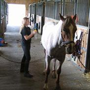 Hollandsk Sportspony Stardust