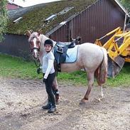 Hollandsk Sportspony Stardust