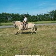 Fjordhest Hirse Skovå