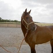 Dansk Varmblod Camprano