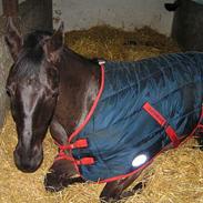 Dansk Varmblod Oliver Revelhøj