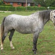 Welsh Pony (sec B) Lyngvejens Kikki <´3 *Solgt*