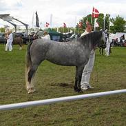 Welsh Pony (sec B) Lyngvejens Kikki <´3 *Solgt*